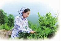 安鑫娱乐,油茶莳植生产加工销售,植物油莳植生产加工销售