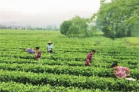 安鑫娱乐,油茶莳植生产加工销售,植物油莳植生产加工销售