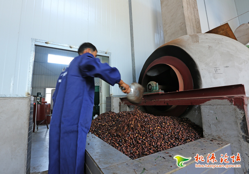 安鑫娱乐,油茶莳植生产加工销售,植物油莳植生产加工销售