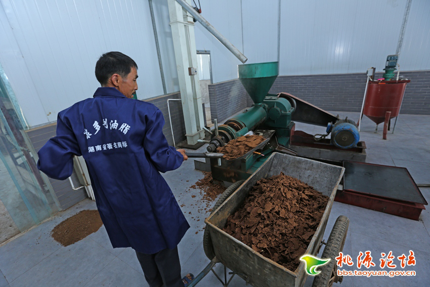 安鑫娱乐,油茶莳植生产加工销售,植物油莳植生产加工销售