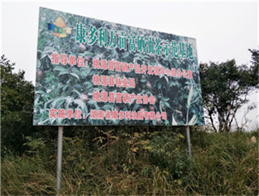 安鑫娱乐,油茶莳植生产加工销售,植物油莳植生产加工销售